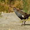 Slipka tasmanska - Tribonyx mortierii - Tasmanian nativehen 1786